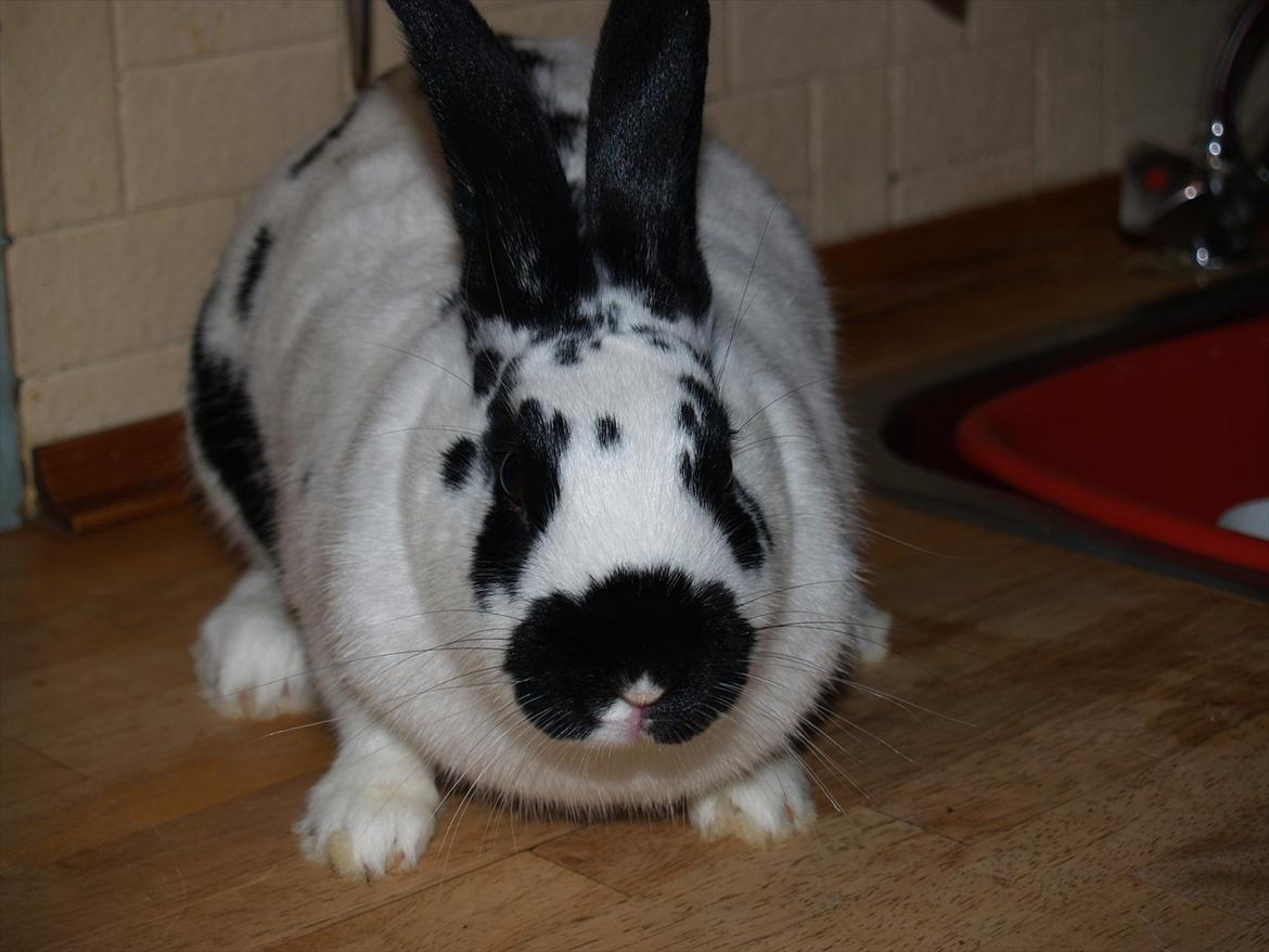 Kanin Nadia 2 - se hvor fin jeg er billede 11