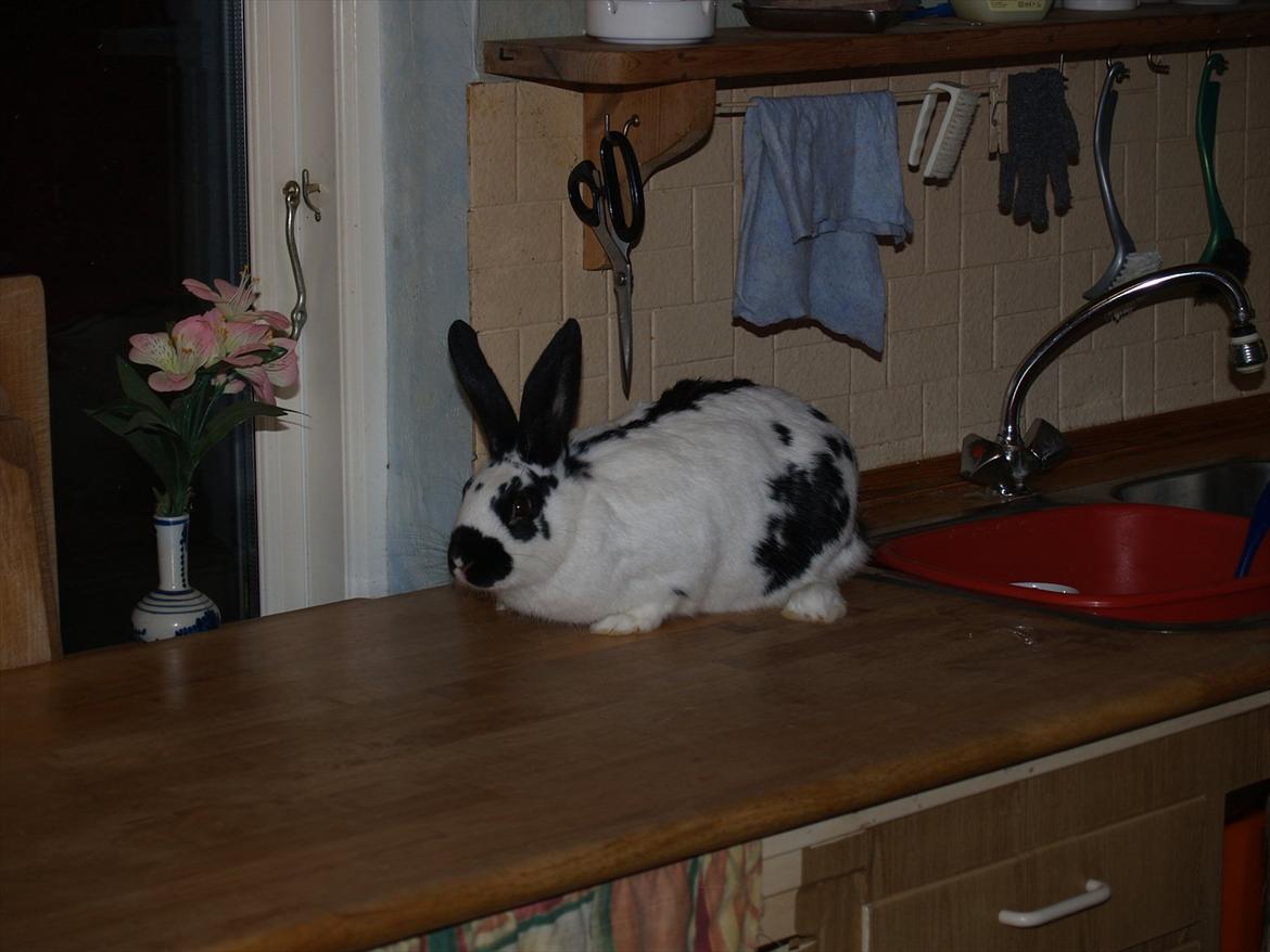 Kanin Nadia 2 - mor der tage billeder af mig er jeg ikke bare søde på billedet  billede 12