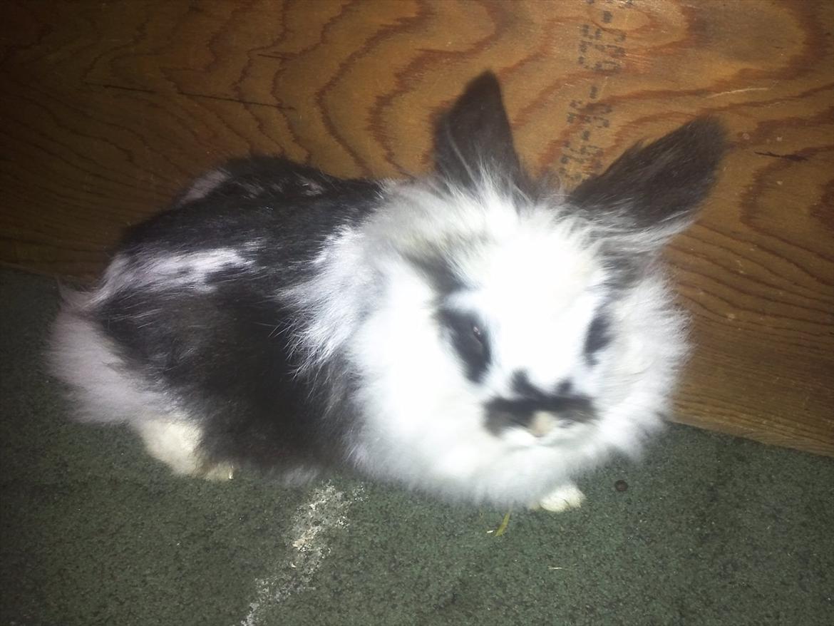 Kanin Sally - her ser jeg find ude billede 16