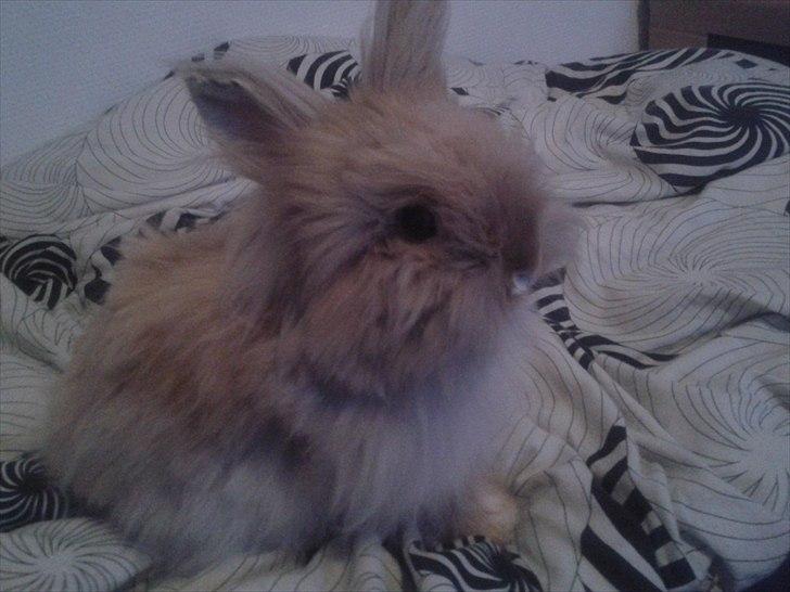 Kanin Pjuske R.I.P 3/6-2019 billede 4