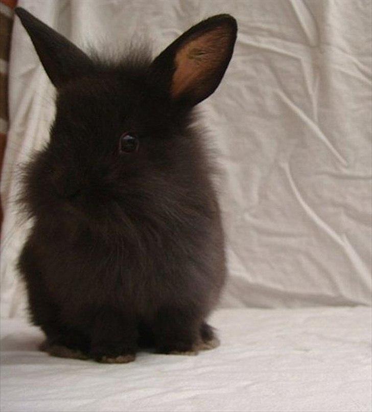 Kanin Amigo - Lånt af:
~ Stald Amigo ~ Hermelinavl ~ billede 11