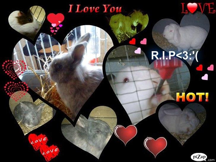 Kanin Mille min prinsesse<3(løbet væk) billede 4