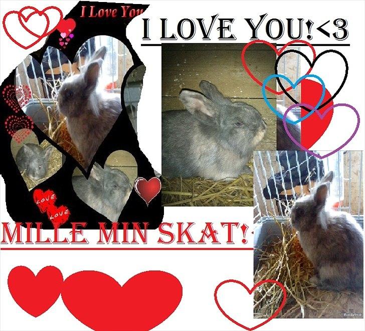 Kanin Mille min prinsesse<3(løbet væk) billede 2