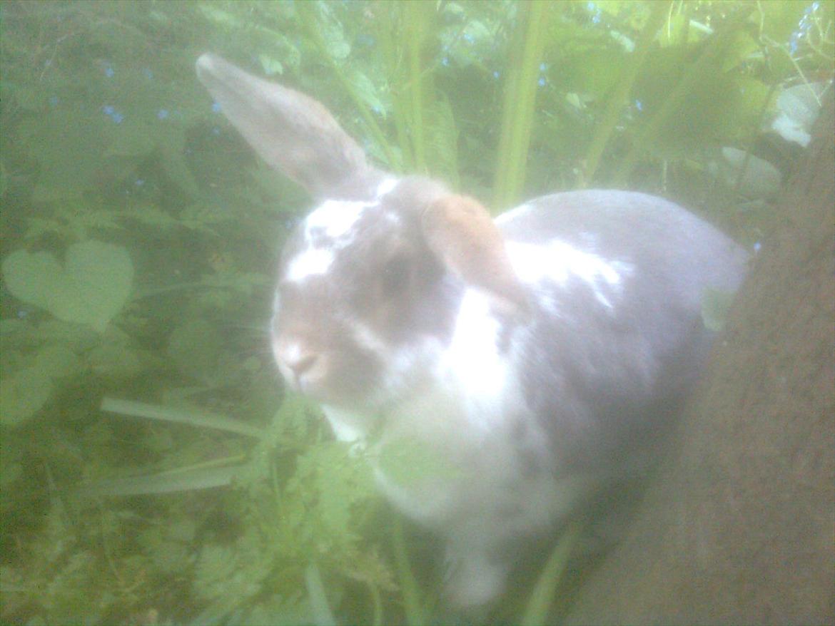 Kanin Flimmer billede 9