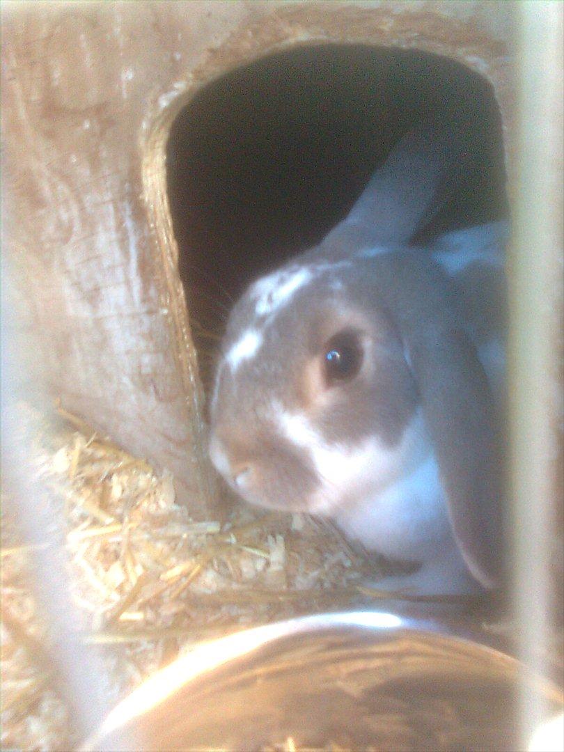 Kanin Flimmer billede 10