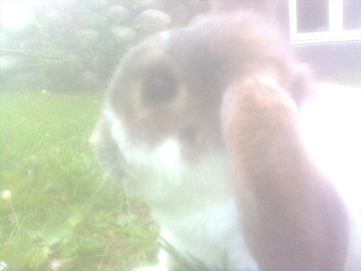 Kanin Flimmer billede 11