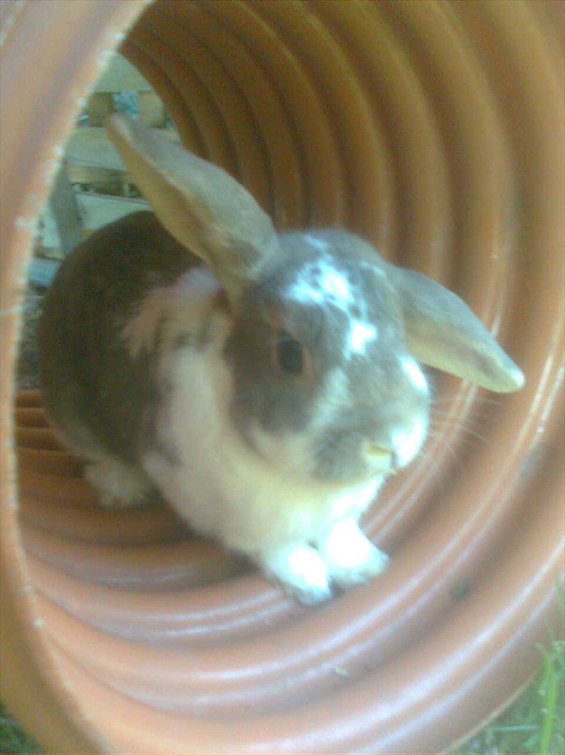 Kanin Flimmer billede 12