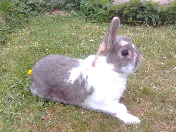 Kanin Flimmer billede 13