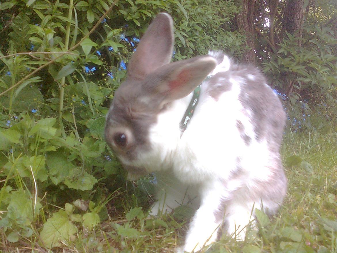 Kanin Flimmer billede 14