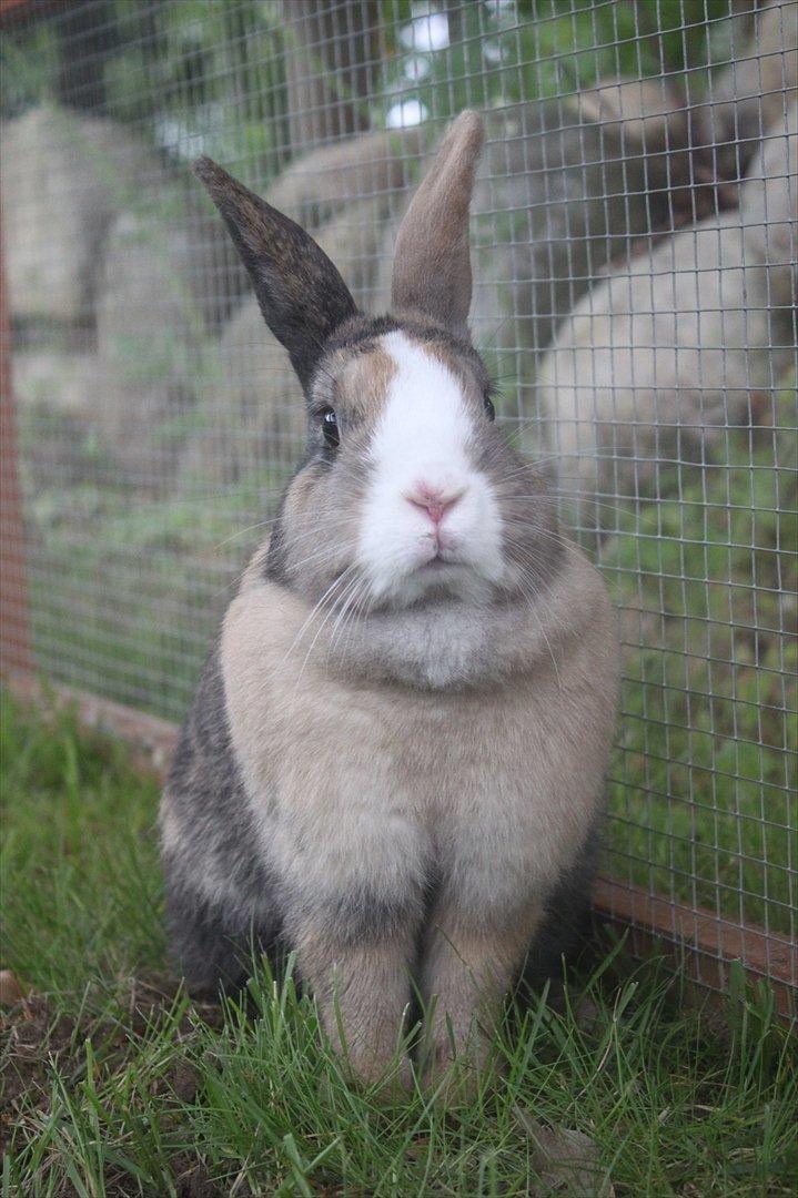 Kanin Madame Madea billede 15