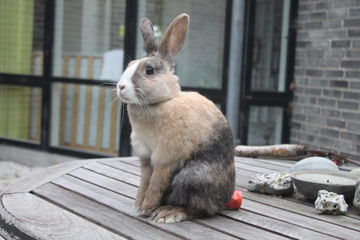 Kanin Madame Madea billede 16