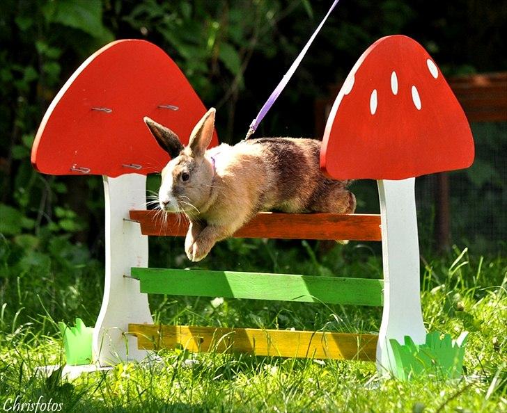 Kanin Madame Madea billede 17