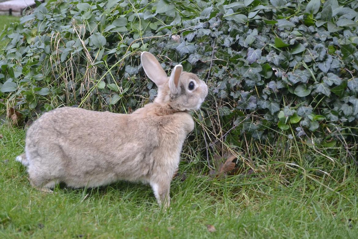 Kanin Bambie billede 15