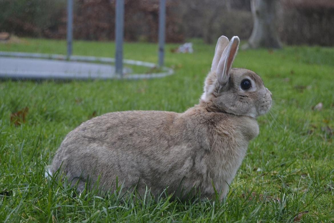 Kanin Bambie billede 16