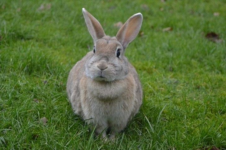 Kanin Bambie billede 17