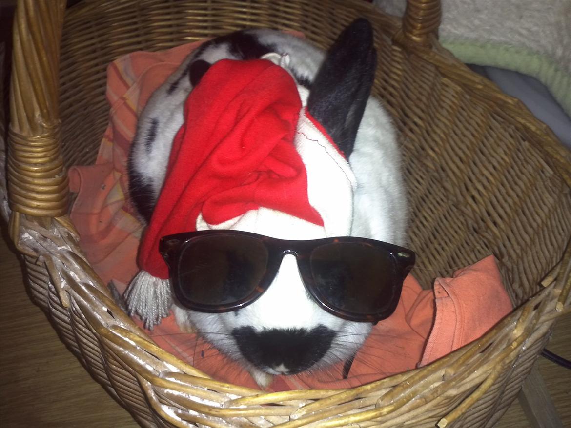 Kanin Nadia 2 - er jeg ikke sej med solbrillle på billede 14