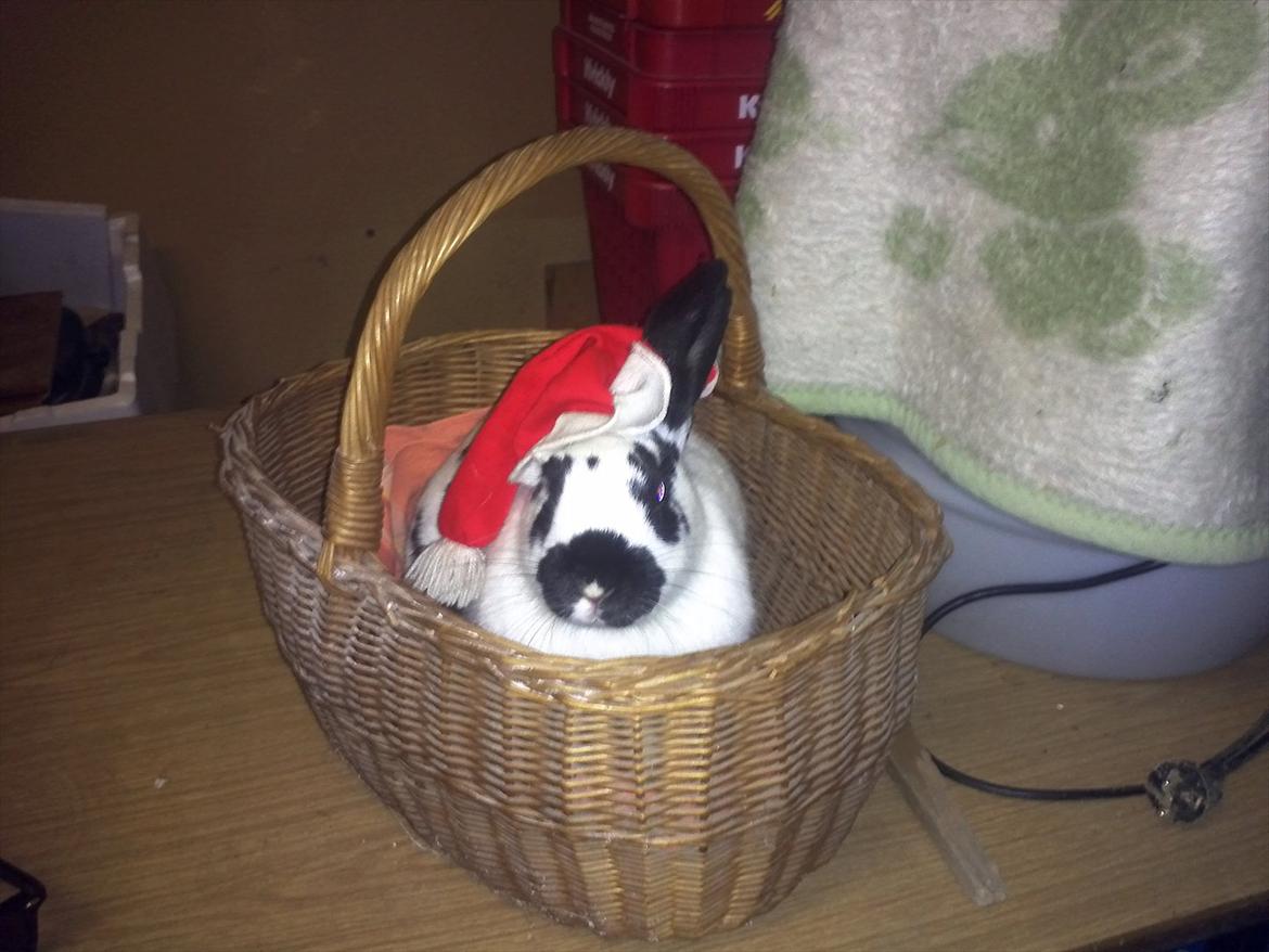 Kanin Nadia 2 - er jeg ikke søde i den her kuver jeg kan lige seder der billede 15