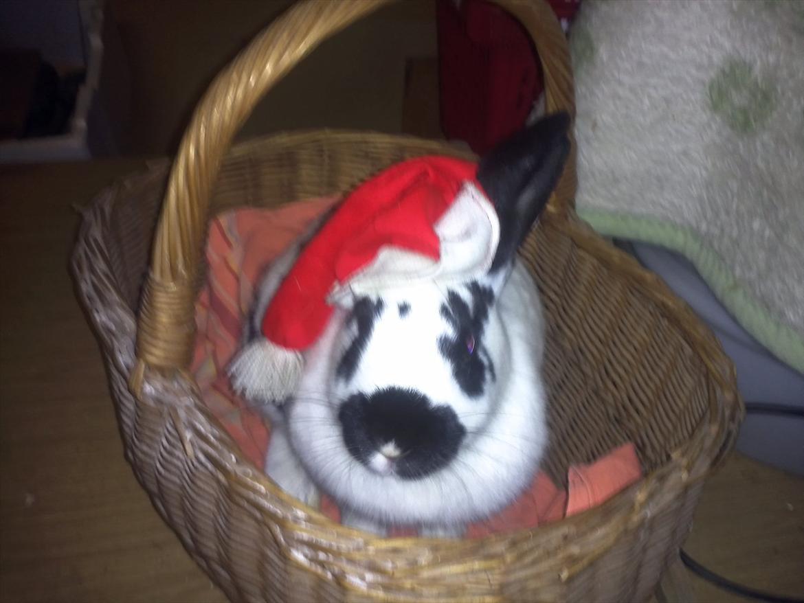 Kanin Nadia 2 - så sedde jeg her igen og kigge på mor tage billeder af mig  billede 16