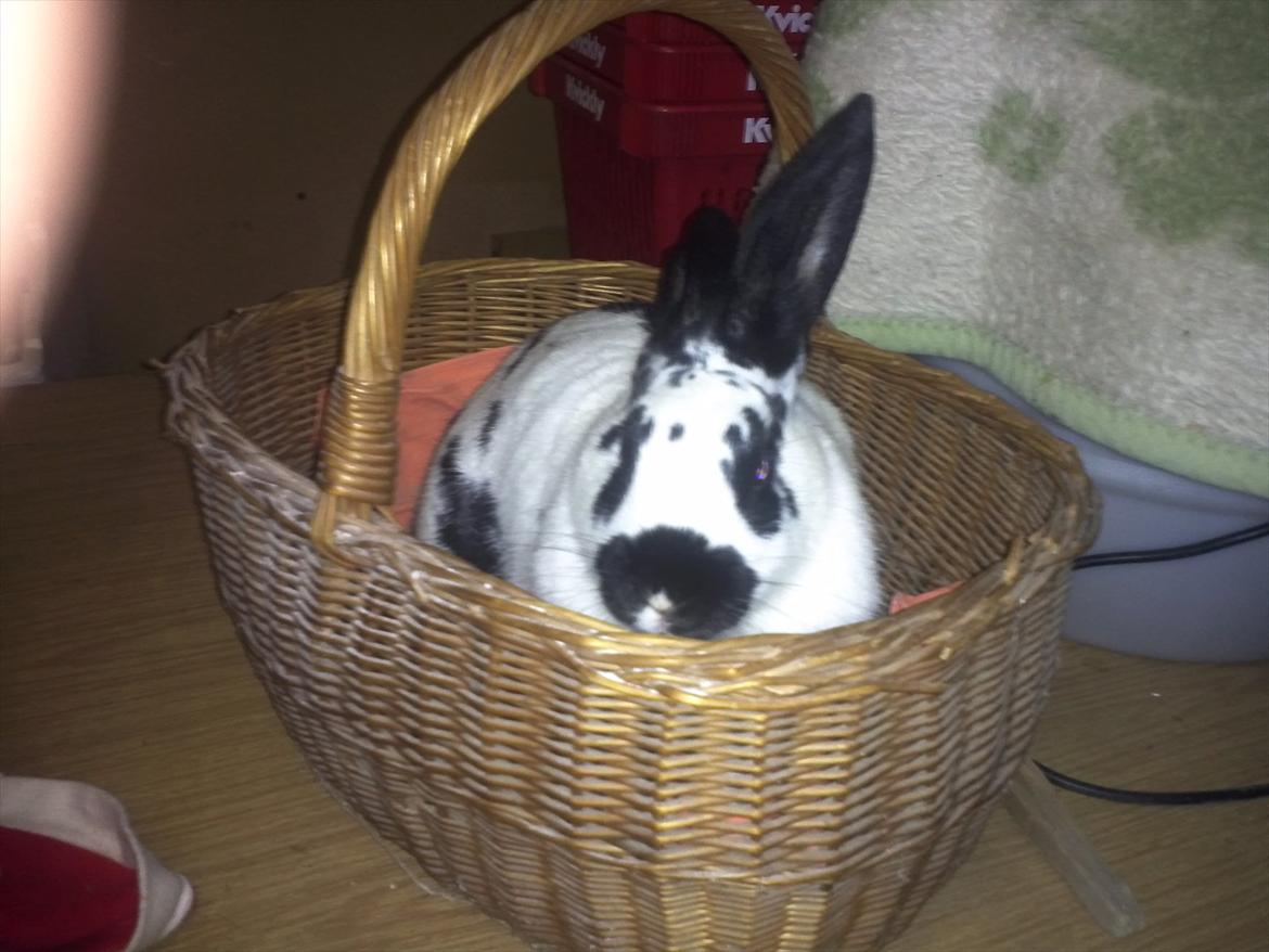 Kanin Nadia 2 - er jeg ikke søde billede 17