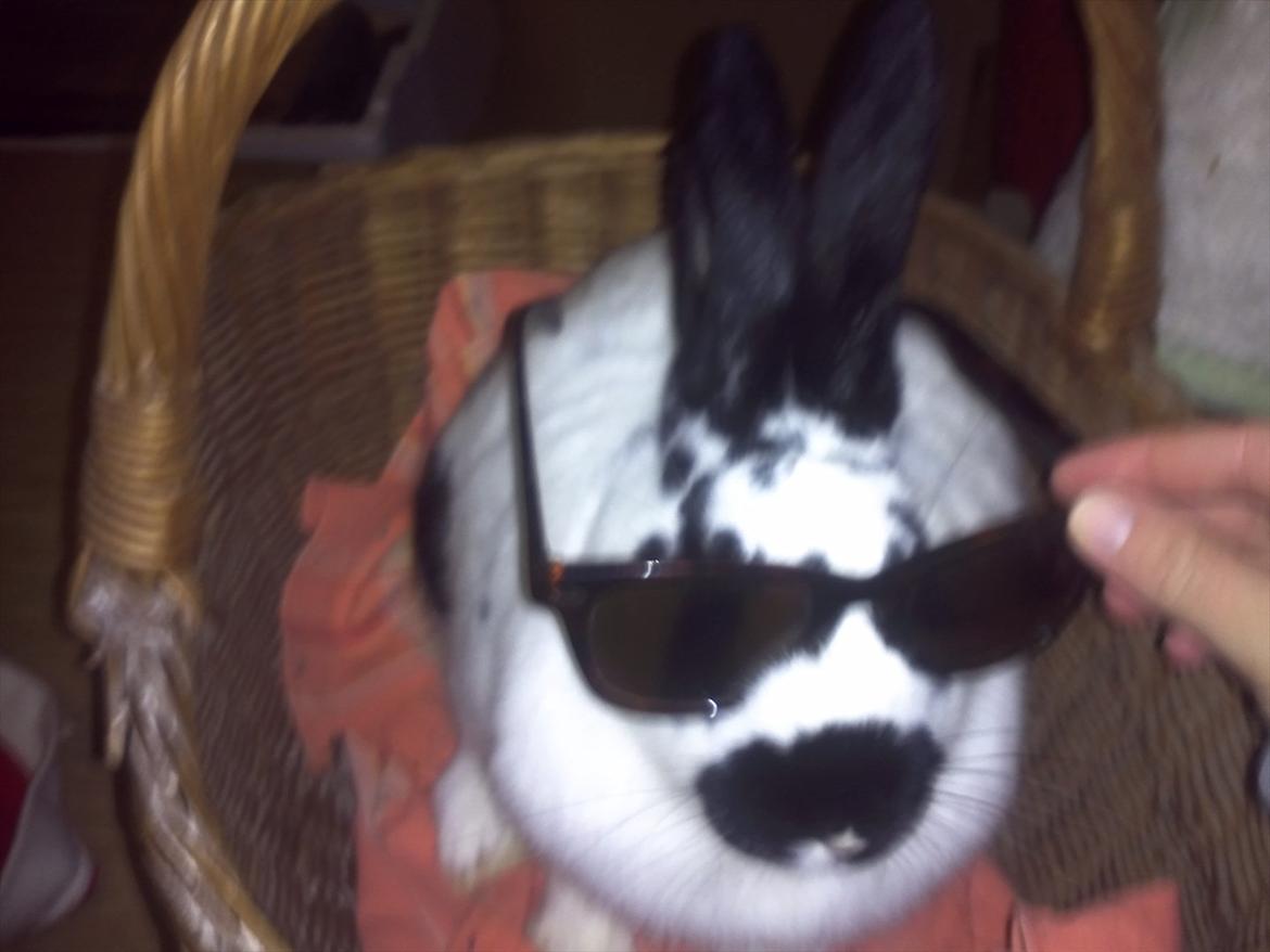 Kanin Nadia 2 - Så har man lige solbrille på og sol skine ikke men det gøre lyset hehehe billede 18