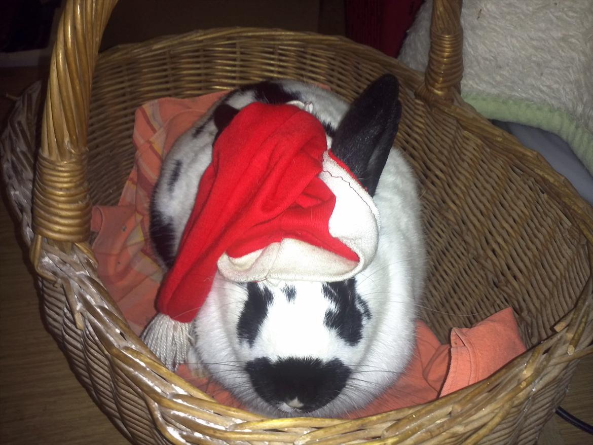 Kanin Nadia 2 - så mor vil jeg ikke mere med de billeder  billede 19