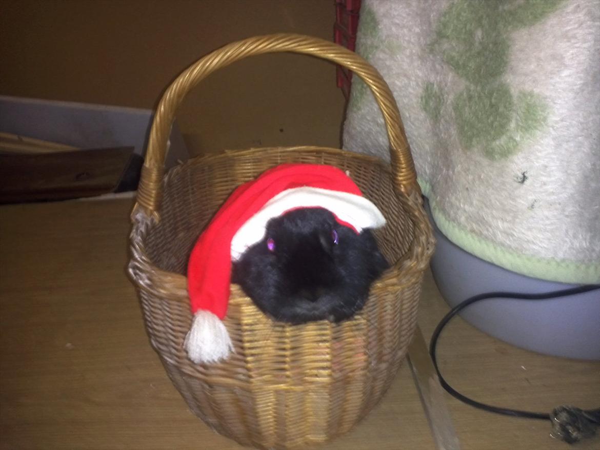 Kanin Basse - jeg kigge på mor tage et smuk billeder af mig i kruven med nissehue på  billede 17