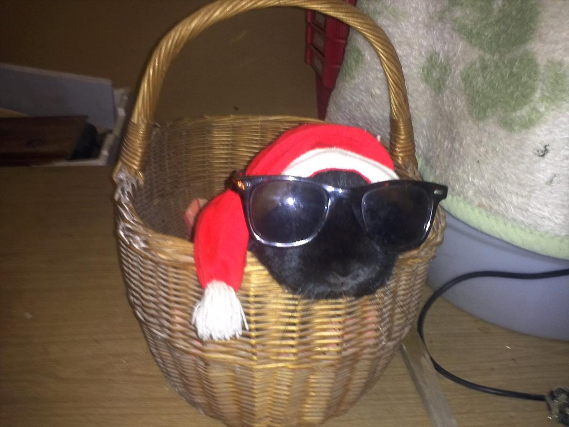 Kanin Basse - er jeg ikke søde med solbrille på  billede 18