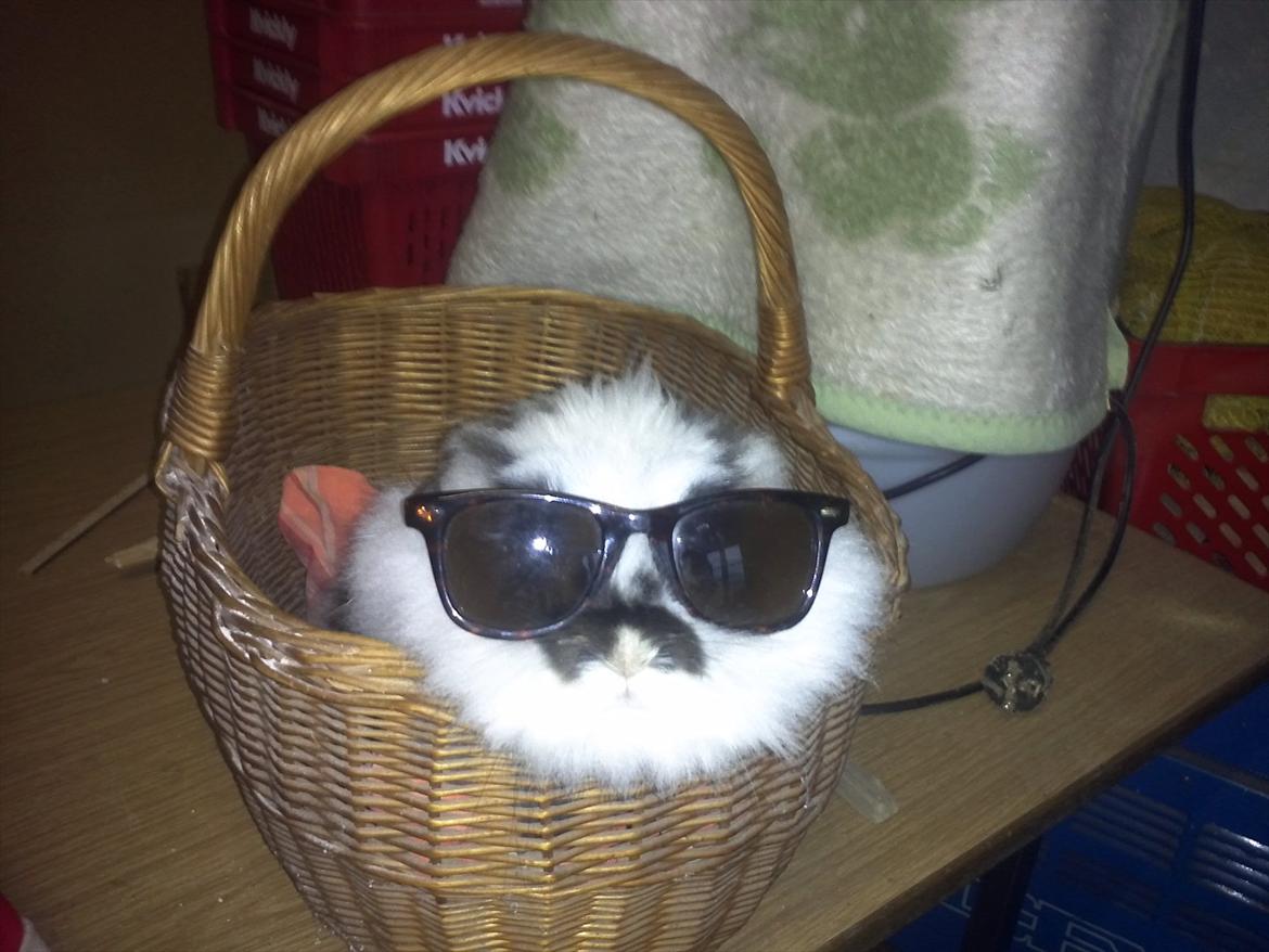 Kanin Sally - er jeg ikke sig med sol brille på  billede 17