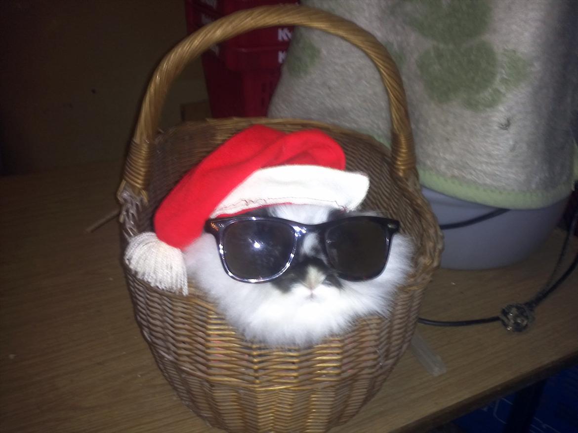 Kanin Sally - og igen  billede 18