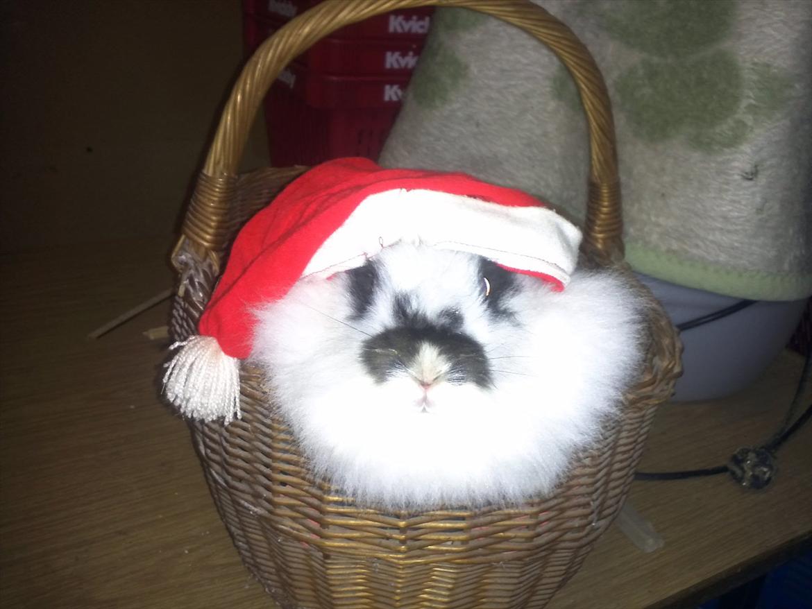 Kanin Sally - kigge på mor i kuver billede 19