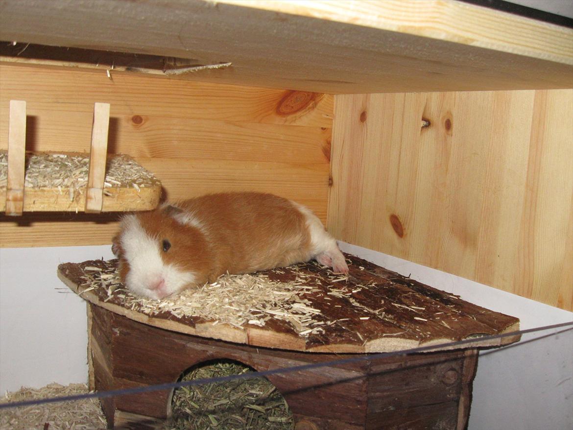 Marsvin Eddie - Eddie sover :) billede 3