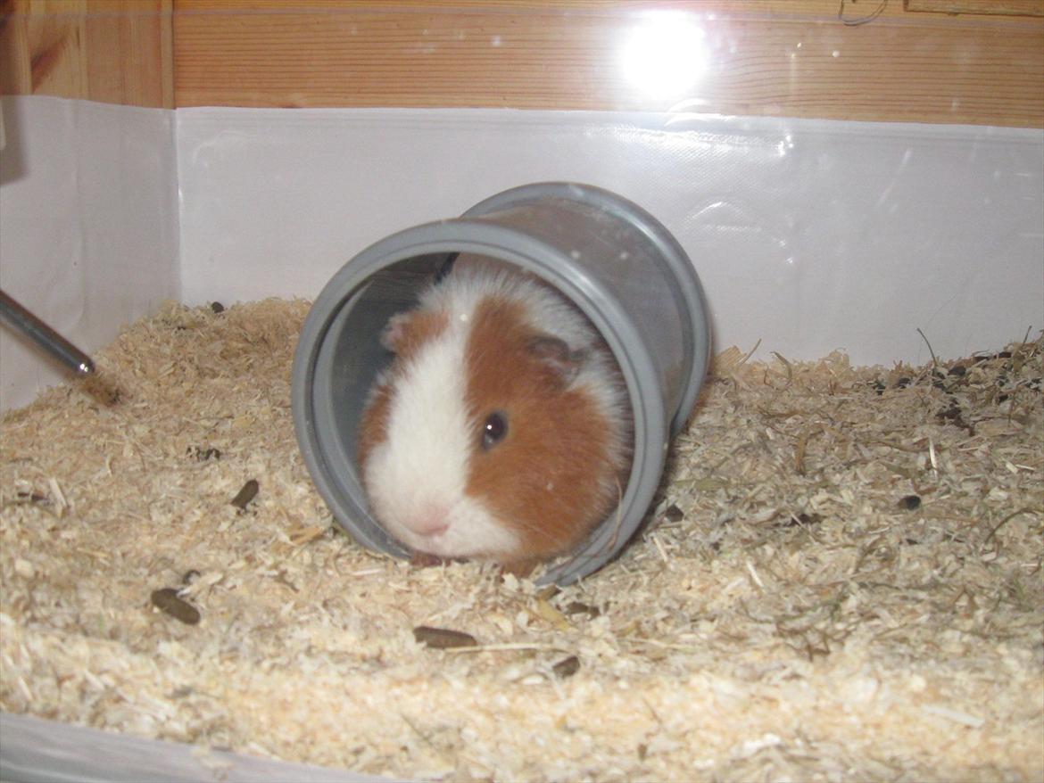 Marsvin Eddie - Eddie ELSKER at sove i røret billede 6