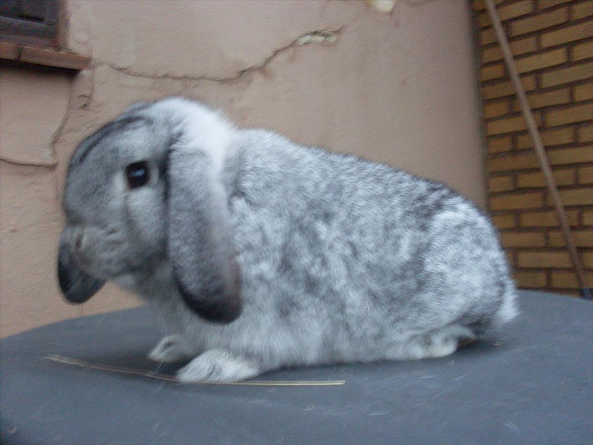 Kanin Sofus billede 5