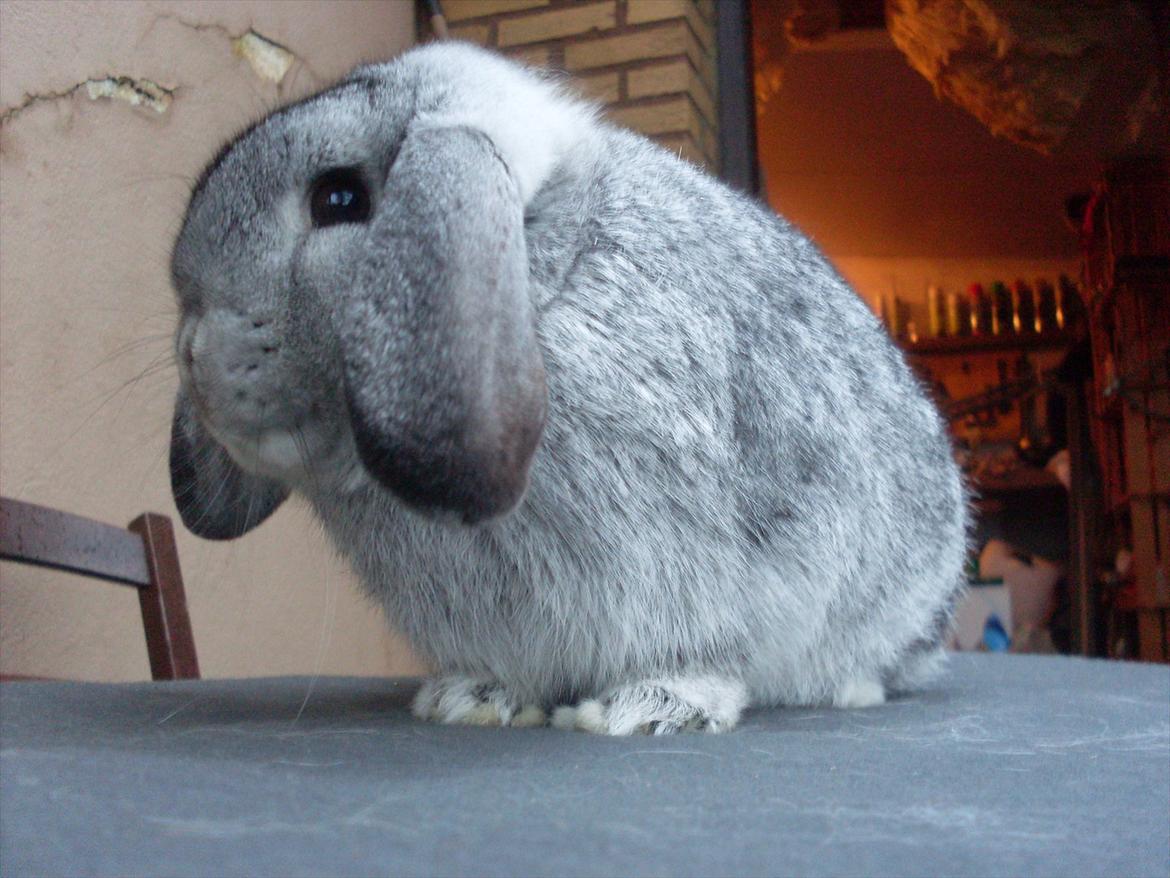 Kanin Sofus billede 3