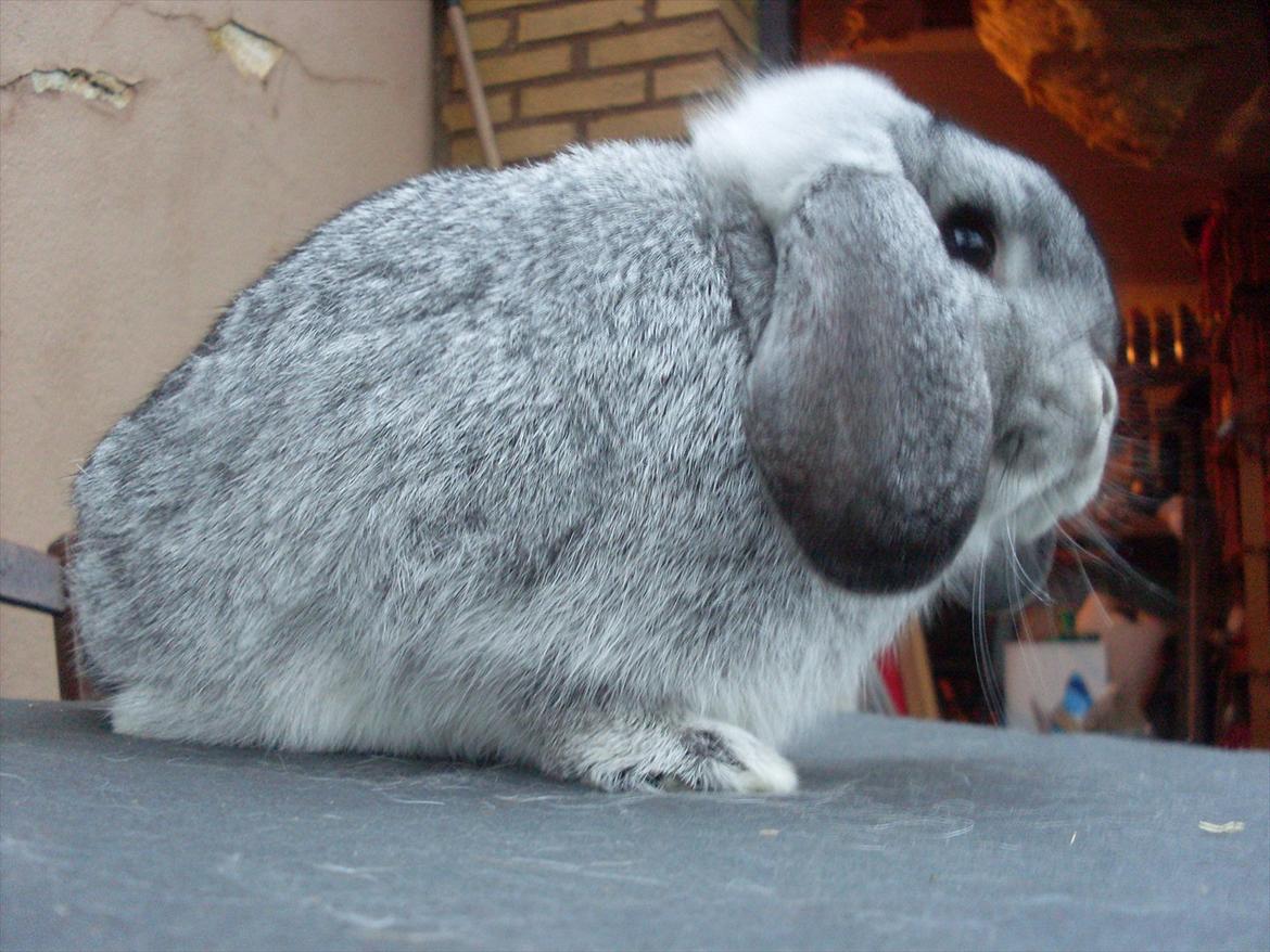 Kanin Sofus billede 6