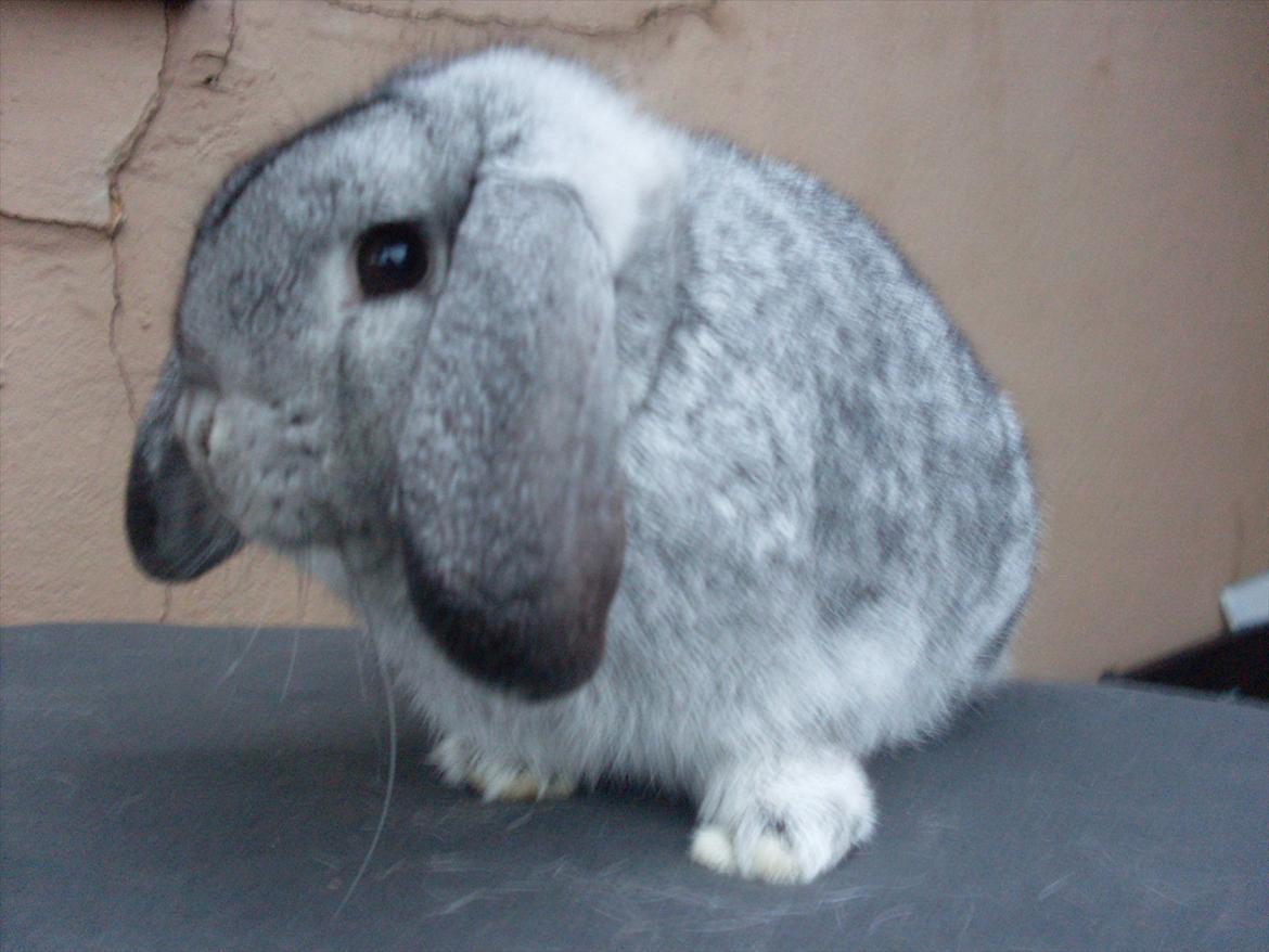 Kanin Sofus billede 7