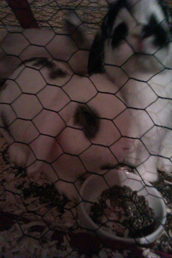 Kanin Stjernen´s bandito!<3 MIN CHARMETROLD!<3 billede 2