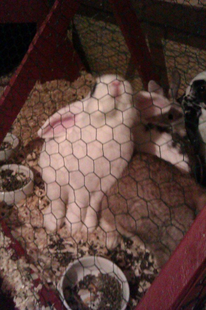 Kanin Stjernen´s bandito!<3 MIN CHARMETROLD!<3 billede 3