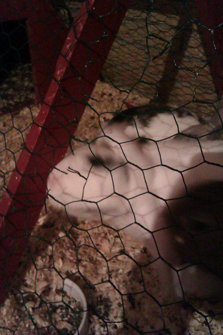 Kanin Stjernen´s bandito!<3 MIN CHARMETROLD!<3 billede 4