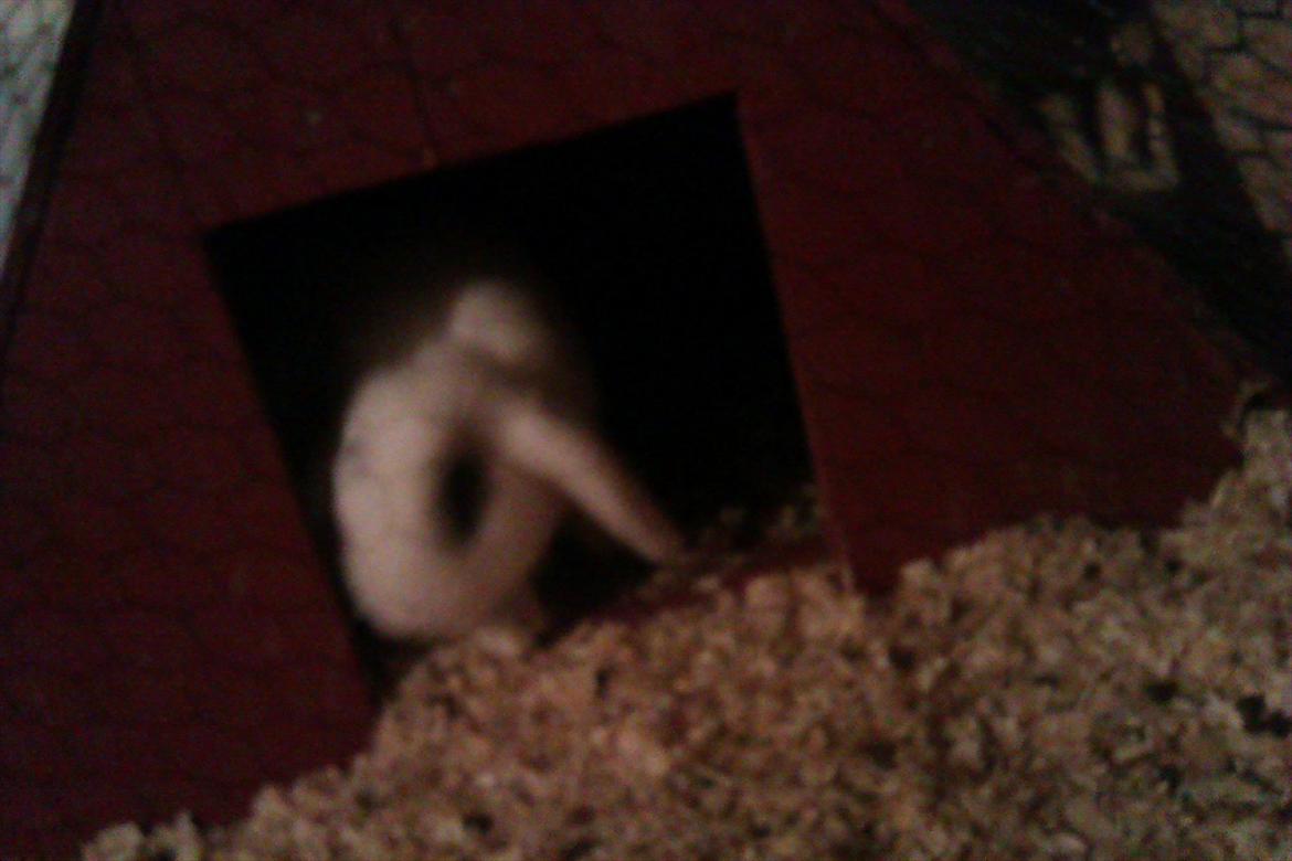 Kanin Stjernen´s bandito!<3 MIN CHARMETROLD!<3 billede 5