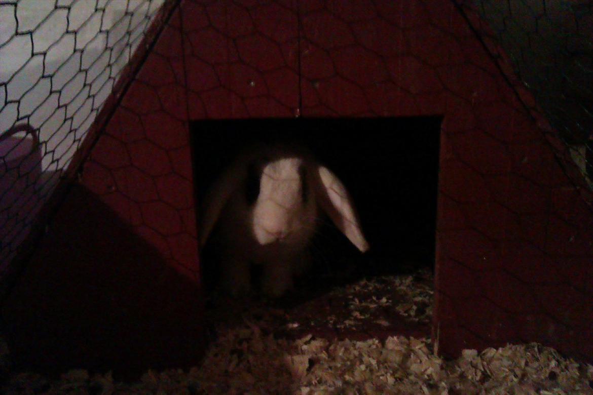 Kanin Stjernen´s bandito!<3 MIN CHARMETROLD!<3 billede 1