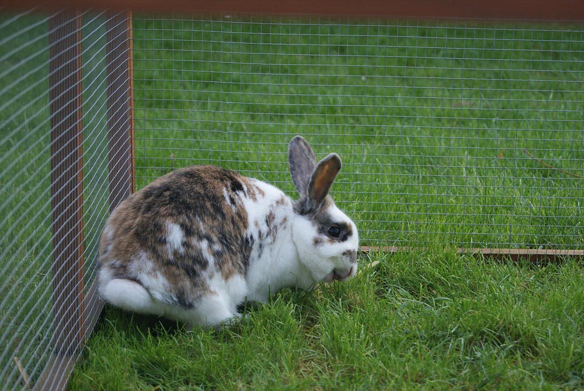 Kanin Tulle-Trunte  billede 9