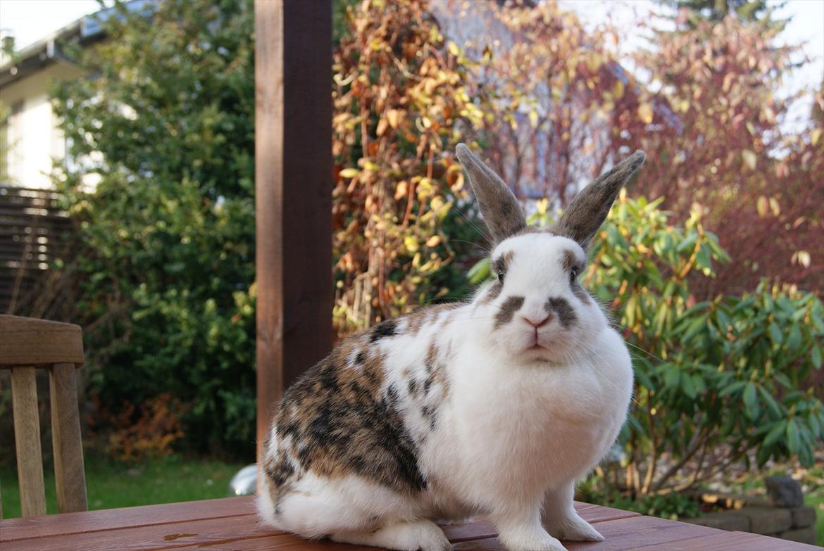 Kanin Tulle-Trunte  billede 10