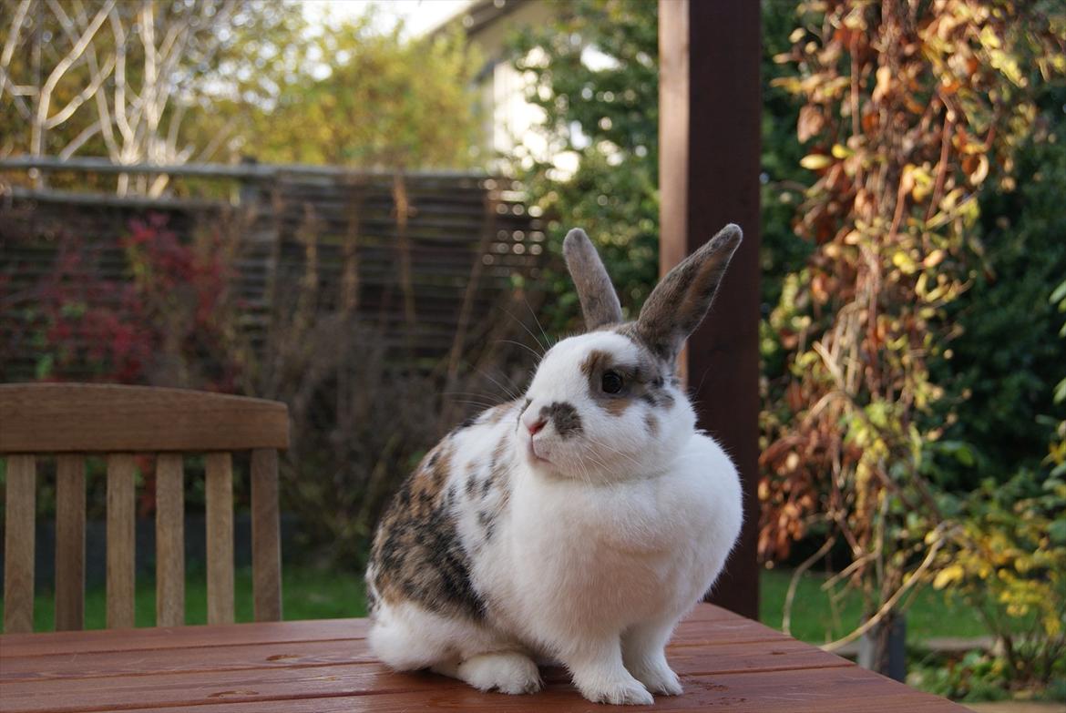 Kanin Tulle-Trunte  billede 11