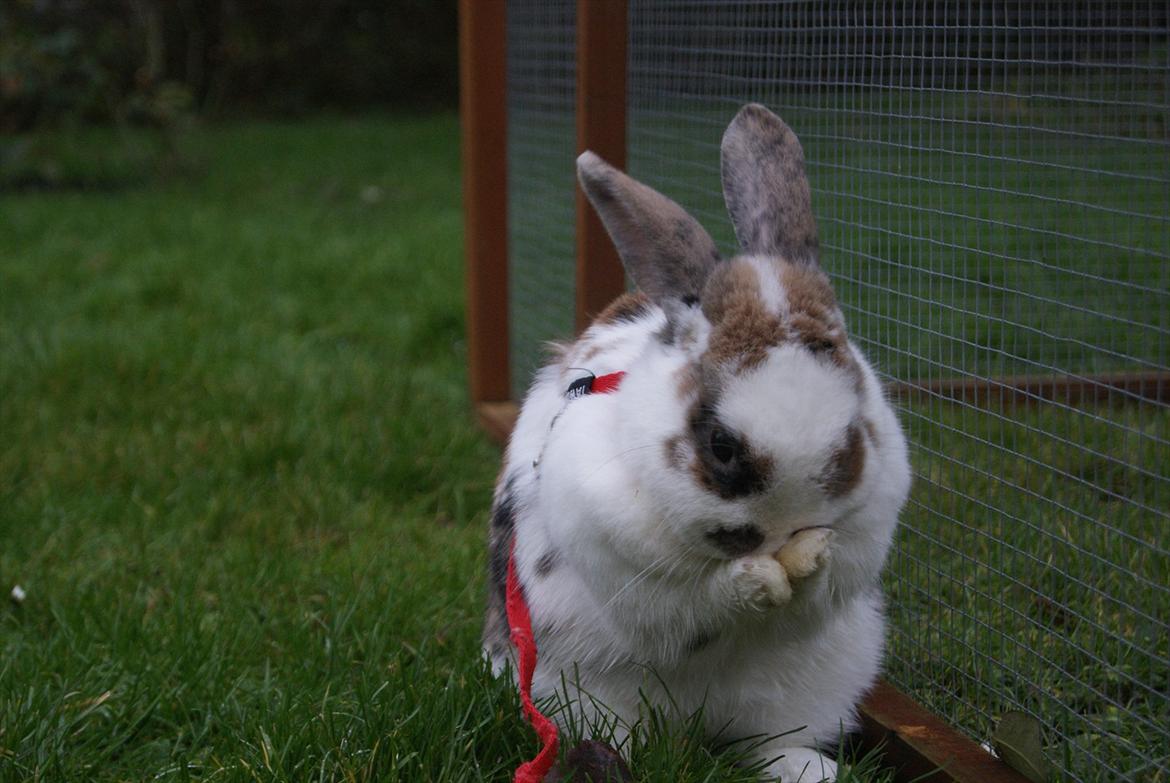 Kanin Tulle-Trunte  billede 12