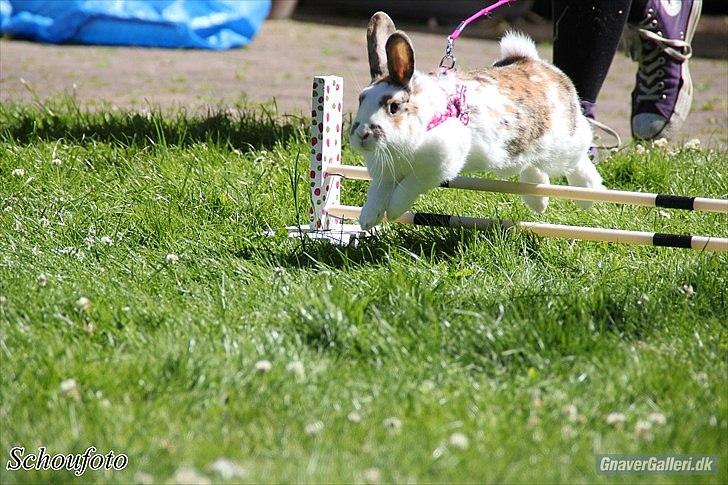 Kanin Tulle-Trunte  billede 13