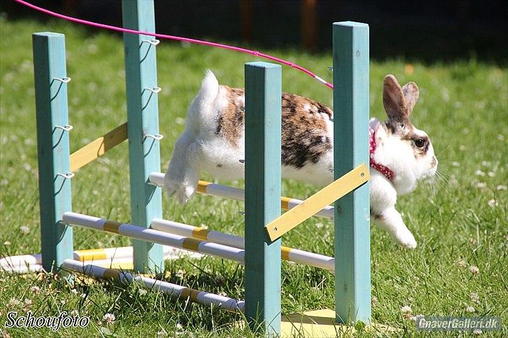 Kanin Tulle-Trunte  billede 14