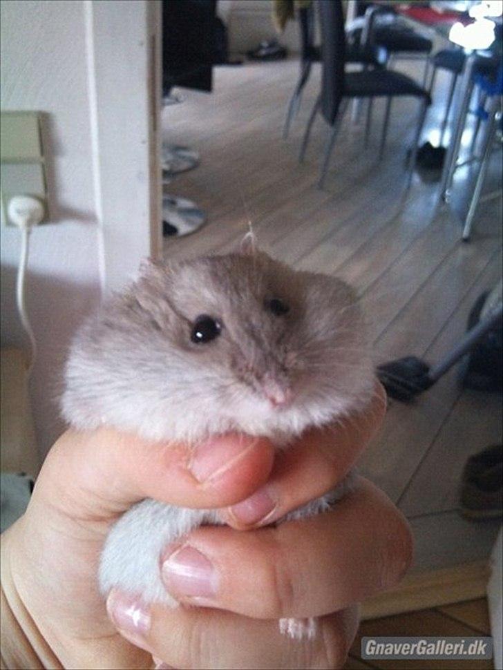 Dværghamster Bimmer ¤ Tykke ¤ - Fede dyr men dejlige dyr ! <3 billede 5