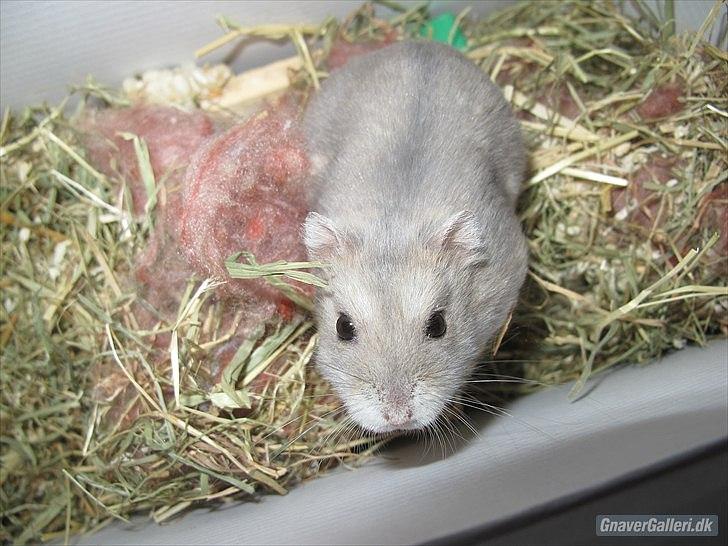 Dværghamster Bimmer ¤ Tykke ¤ - Du er lyset på min mørke dag <3 billede 4