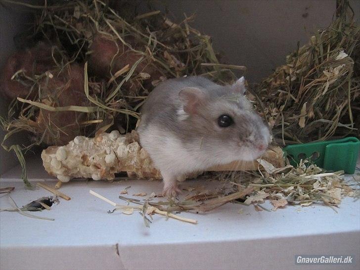 Dværghamster Bimmer ¤ Tykke ¤ - Jeg havde ham oppe i kassen da hen lige pluselig havde løst til at vælte kassen <3 billede 9